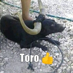 Meet your Posher, Jose